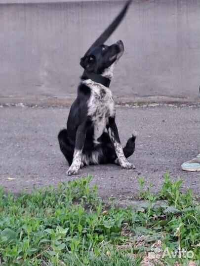 Кокер спаниель, потерялась