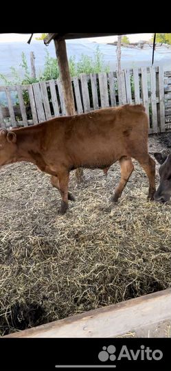 Бычки на дорашивания