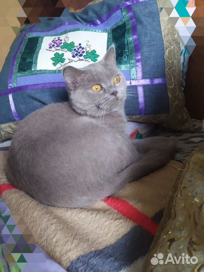 Британская