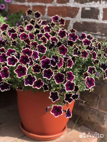 Петуния Рим Маджента
