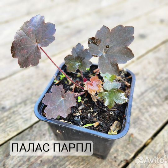 Саженцы Гейхеры