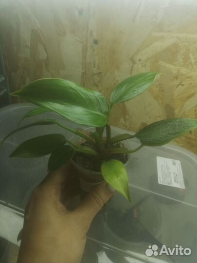 Филодендрон, фиалки