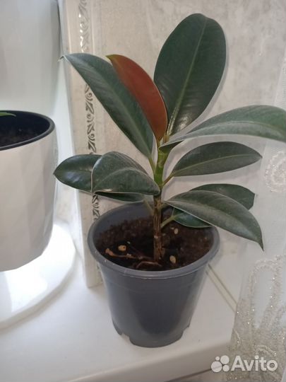 Фикус каучуконосный