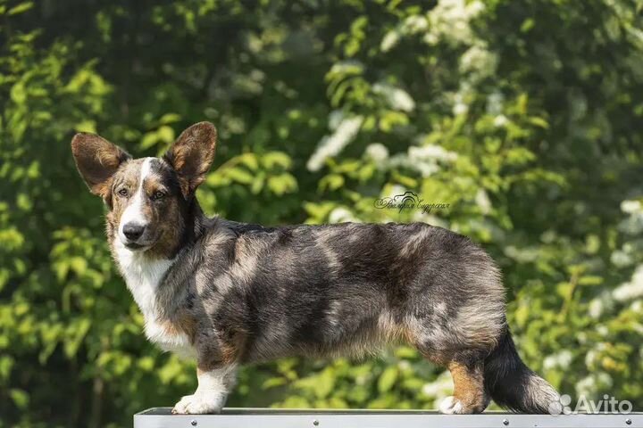 Вельш-корги