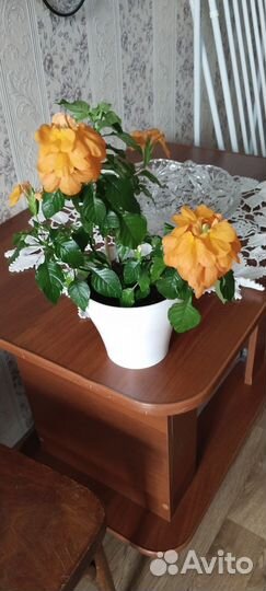 Кроссандра