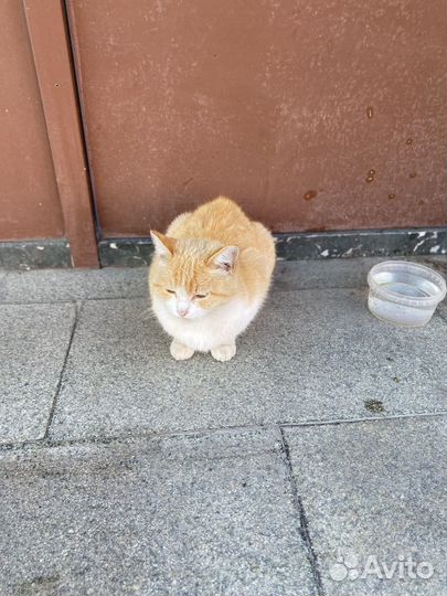 Кошки в добрые руки