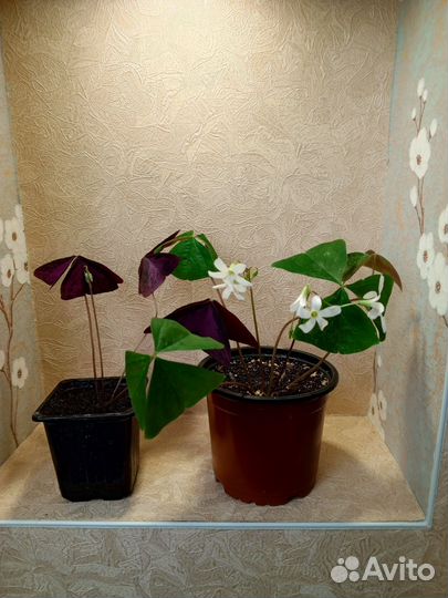 Кислица (оксалис или доброе утро)