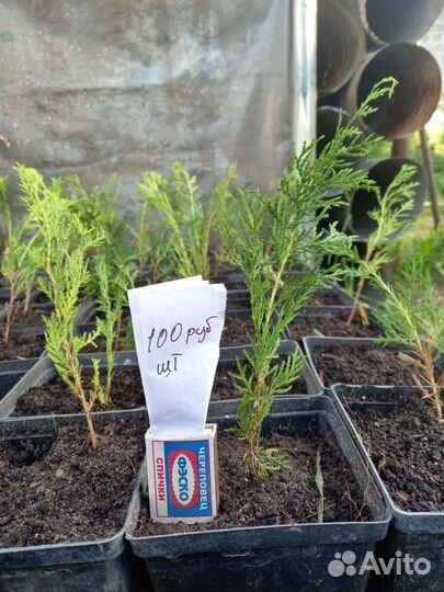 Туя Восточная (саженцы)