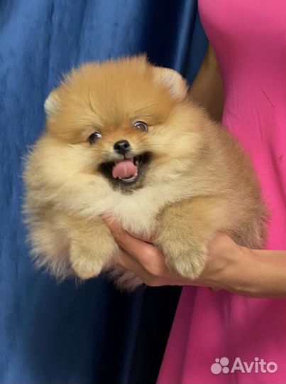 Померанский шпиц,привиты