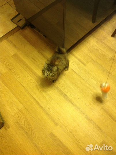 Кошка 1,5 месяца девочка породистая