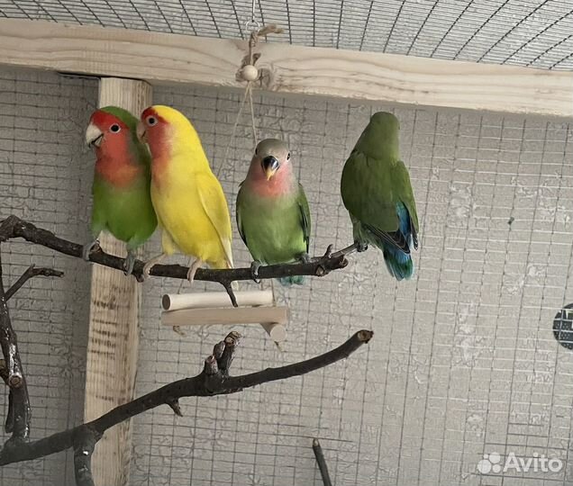 Попугай неразлучник