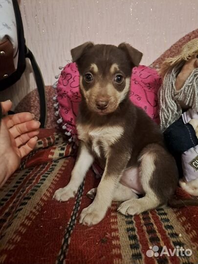 Щенулька девочка 3 мес ищет дом