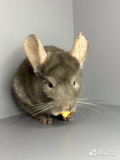 Шиншилла мальчик