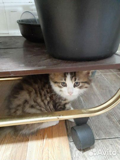 Котик трехцветный. На счастье,удачу и деньги