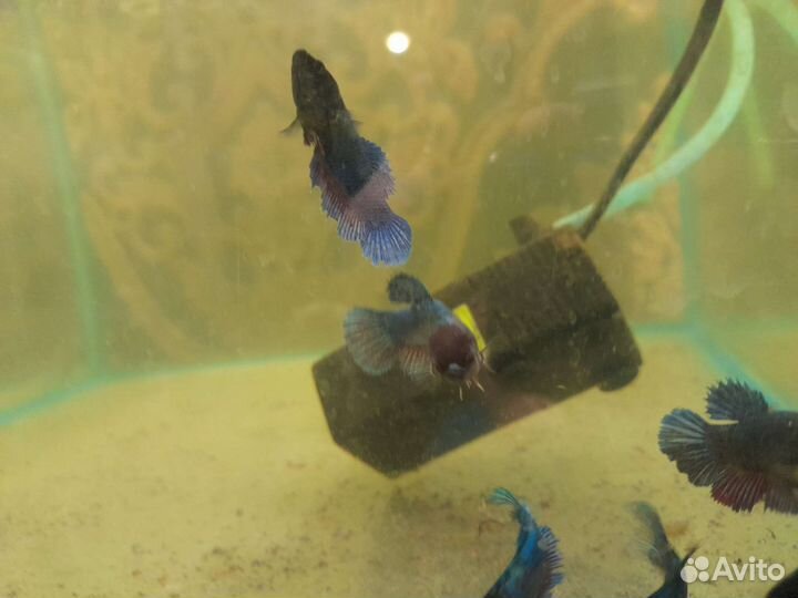 Аквариумные рыбки петушок гуппи и тд