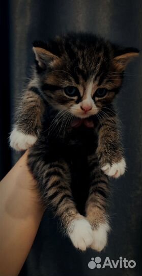 Котята