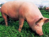 Свиньи живым весом через весы