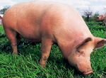 Свиньи живым весом через весы