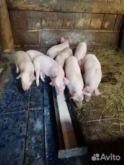 Поросята крупная белая