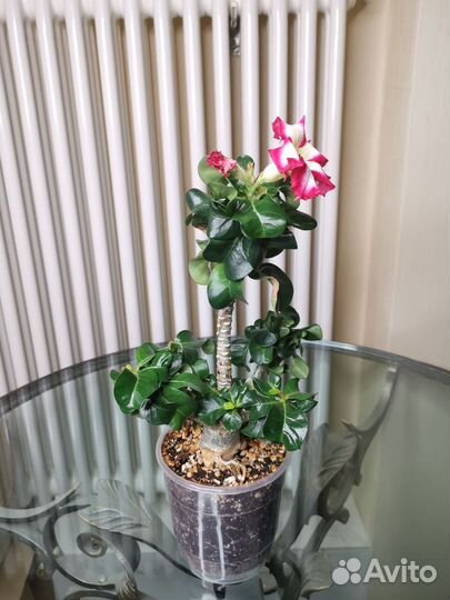 Адениум мини