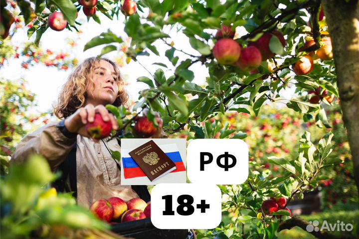 Сборщик яблок без опыта на Вахту в Липецк