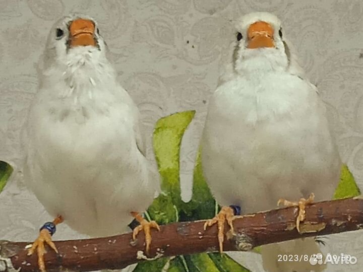 Зебровые амадины