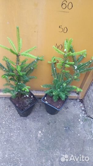 Пихта Фразера