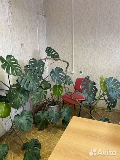 Монстера деликатесная (Monstera Deliciosa )
