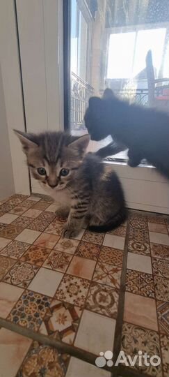 Кошка в дар