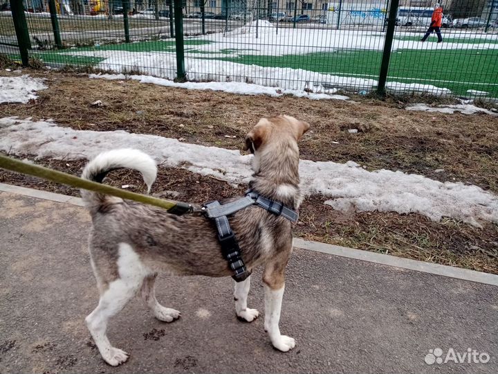 Злата щенок в добрые руки