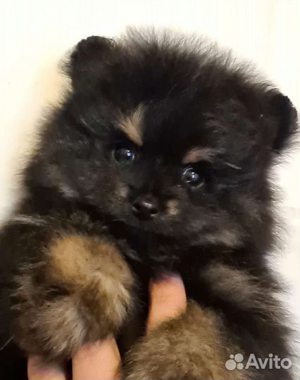 Щенки шпица