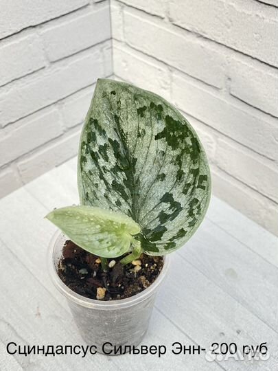 Монстеры, сциндапсусы, эпипремнумы