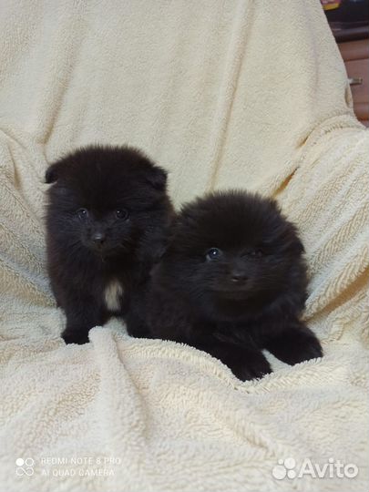 Щенки шпица