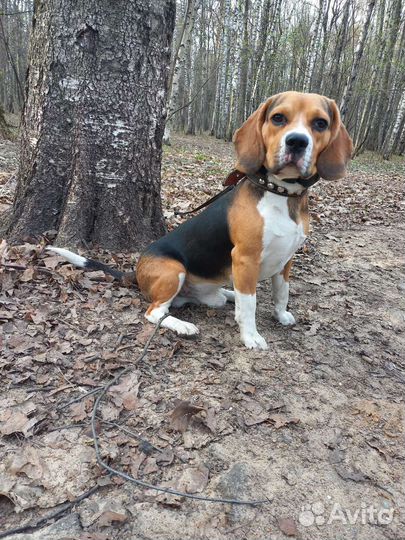 Вязка кобель бигль