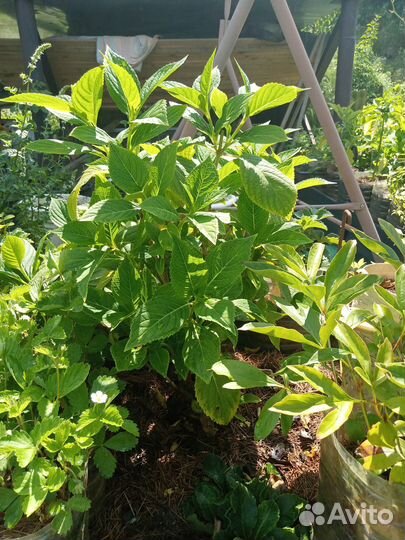 Гортензия взрослые растения