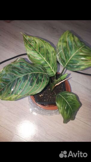 Аглаонема Грин Леопард