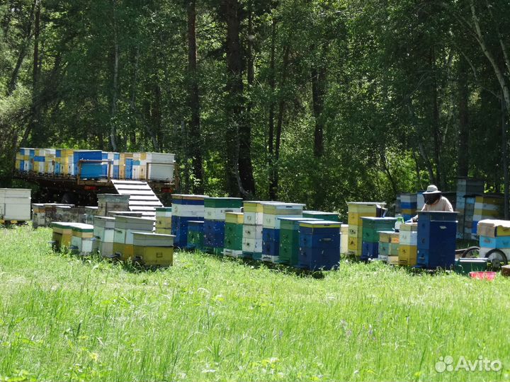 Продаю алтайский мёд