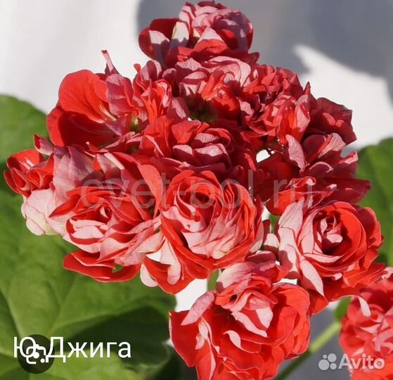 Пеларгония герань сортовая