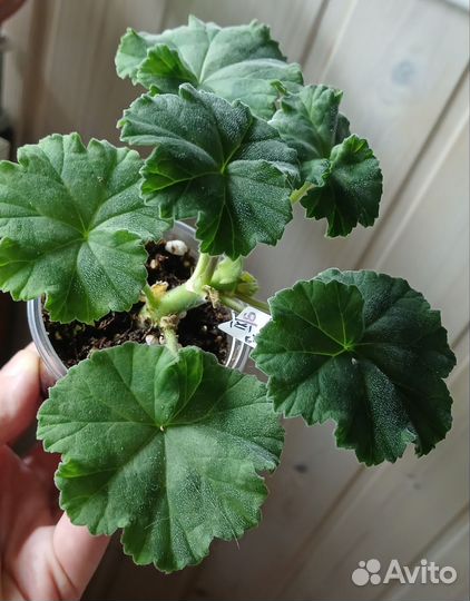 Пеларгония