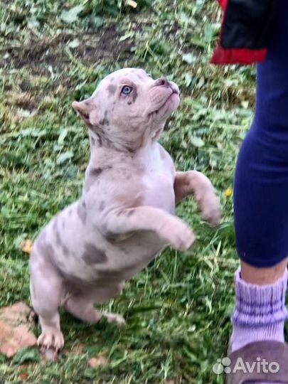 Девочки Американский Булли