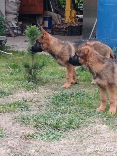 Щенки немецкой овчарки