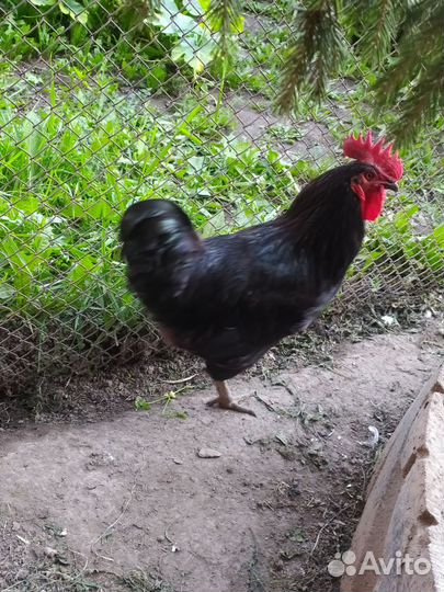 Молодые петухи