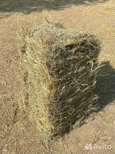 Сено кубики