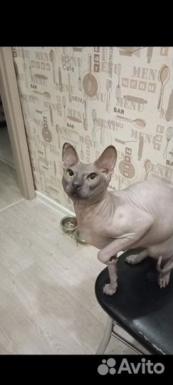 Случка кота
