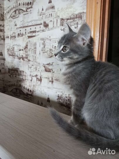 Котенок в добрые руки бесплатно