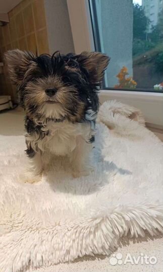 Бивер девочки Микро