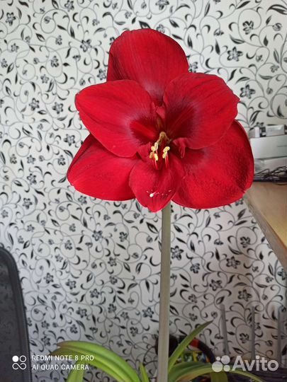 Амариллис