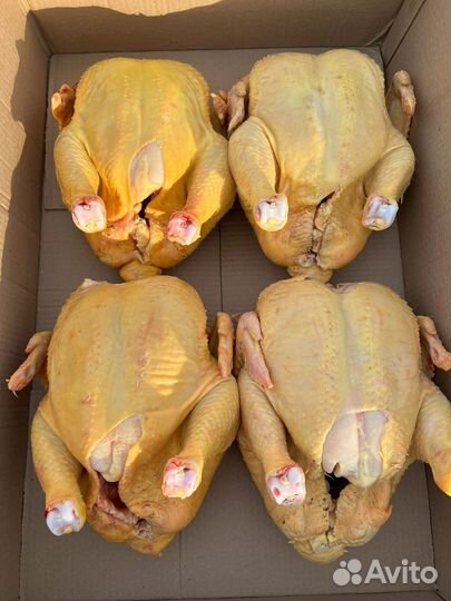 Домашний бройлер