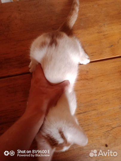 Котенок в добрые руки