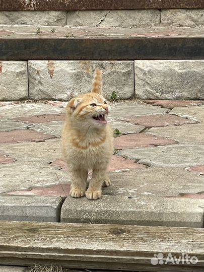 Кошка в дар